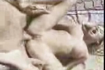 A fogorvos sokat tud családi szex videók a szopásról.
