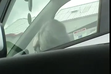 Oklevelet ingyenes erotikus videok szerzett.